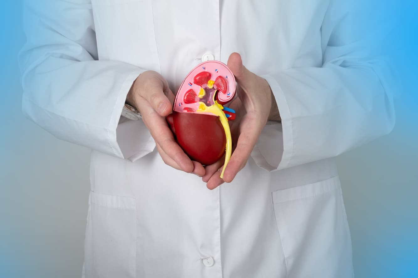 doctor hands holding kidneys shape health care medical insurance concept